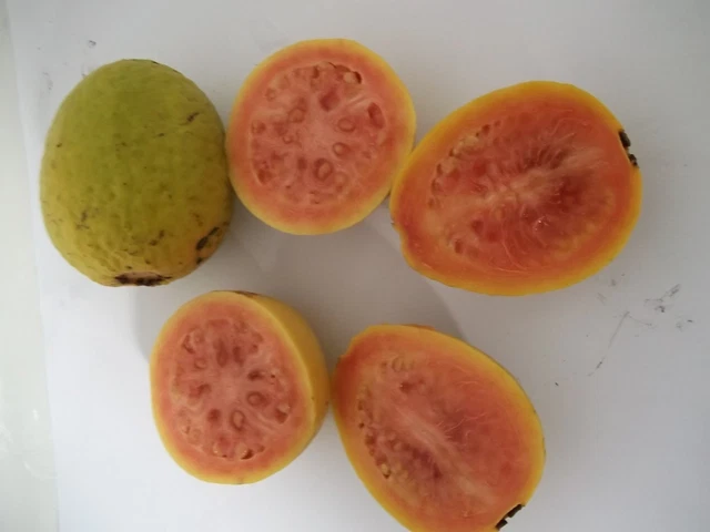 Ruby Fragrant Tropical Guava Seeds - Psidium Guajava, 50+ Seeds For Growing