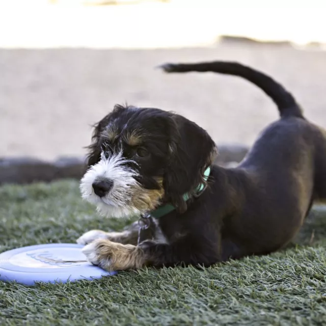 KONG Flyer Frisbee Dog Toy Classic, Puppy or Extreme Rubber S M L or XL 3