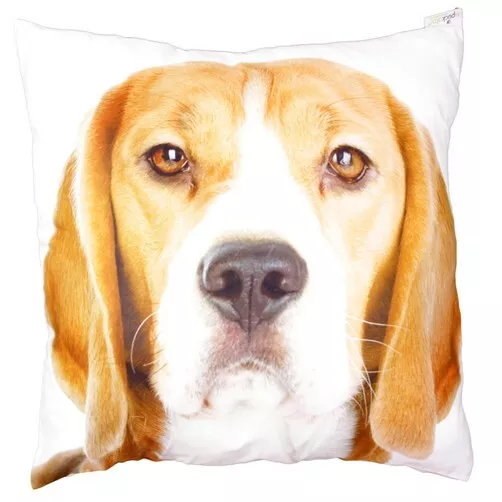 Hunde Kissen Fotoprint Beagle 47x47 cm Sofakissen Dekokissen Hund dogs