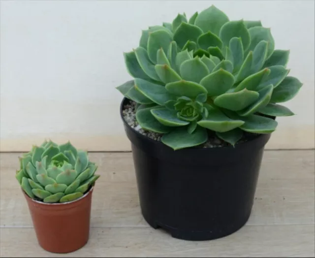 Echeveria ""Ramillette"" | híbrido | suculentas surrealistas 3