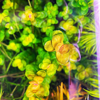 Rotala Bonsai Tissue Culture B2G1 Freshwater Live Aquarium Plant Decoration Tank