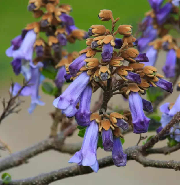 Paulownia tomentosa -  -