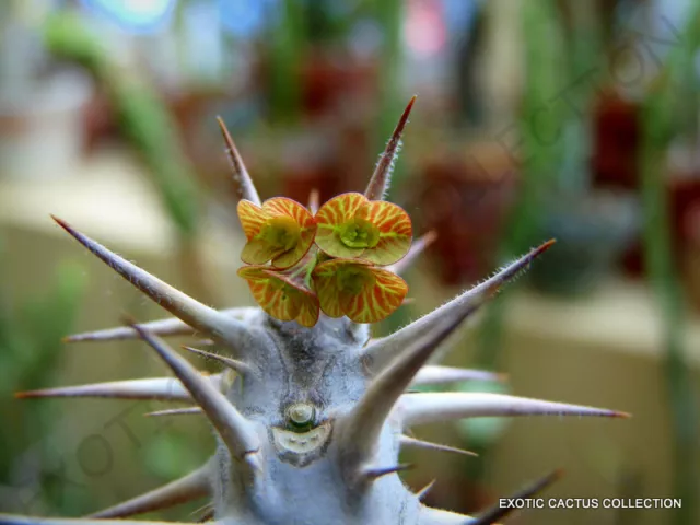 RARE EUPHORBIA HOFSTAETTERI exotic madagascar succulent bonsai seed 5 seeds