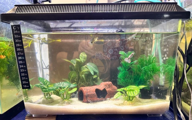 3 Gallon Betta/Guppy Tank
