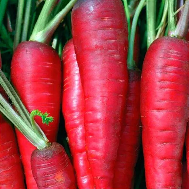 Samen Radieschen roter Riese seltener Gemüsegarten GENTECHNIKFREI Bio Ukraine 3