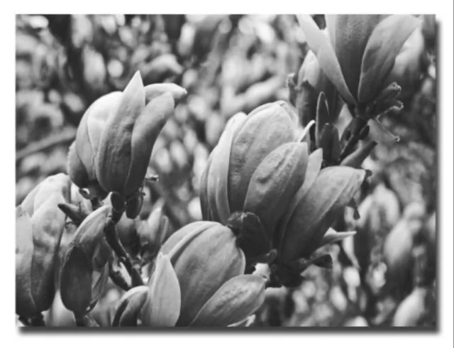 Closeup Magnolias by Ariane Moshayedi, 30x47-Inch Canvas Wall Art 2