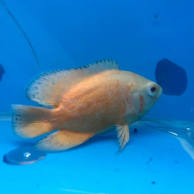 Albino red ruby Oscar 3" in length live tropical fish