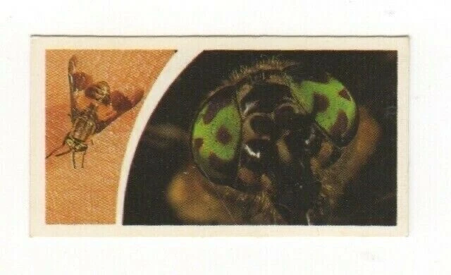 Brooke Bond Microscopic Images 1981 Horsefly