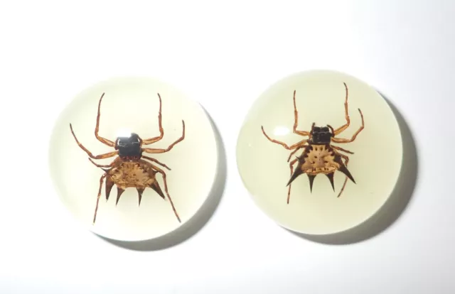 Insect Cabochon Spiny Spider Specimen Round 25 mm Glow in the Dark 2 pcs Lot