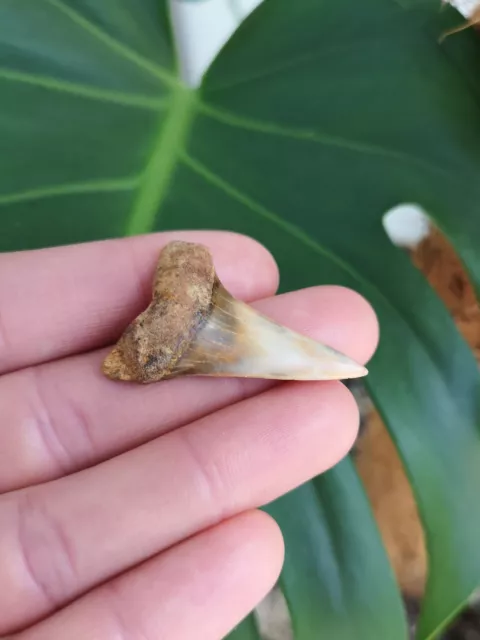 Mako Shark Fossil Tooth 2