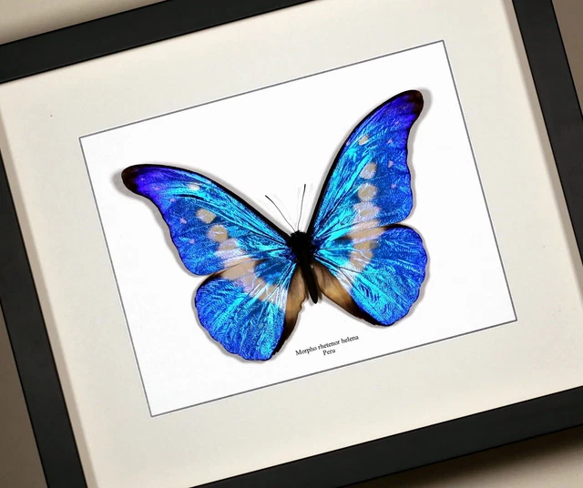 Papillon Morpho Rhetenor Helena Femelle En Cadre - Collection Entomologie Belgique
