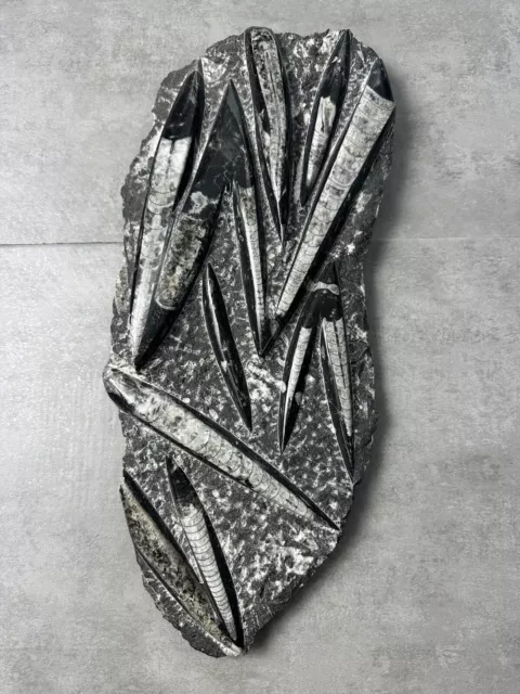 Orthoceras Fossilized Free Form Plate in Matrix 8 lbs 5 ounces 17 in 12 Specimen