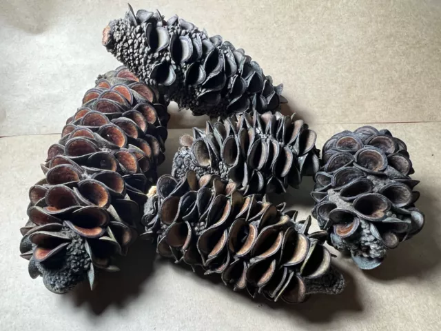 9 vainas Banksia australianas (nativas de alta calidad) 3