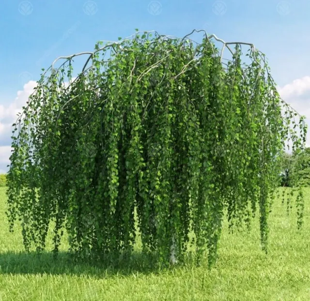 Young 6Ft ish Silver WEEPING BIRCH TREE Betula Pendula Youngii 3lit Potted