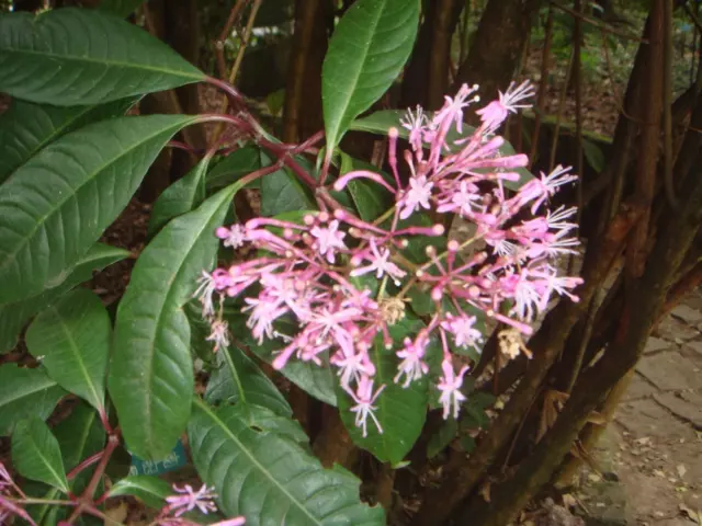 Fuchsia arborescens ~ Baumfuchsie ~ Lila Fuchsienblüten ~ Sehr selten 3 Samen ~