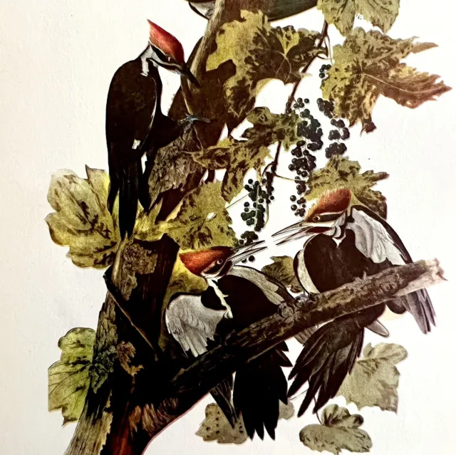Pileated Woodpecker 1950 Lithograph Print Audubon Bird First Edition DWU14D