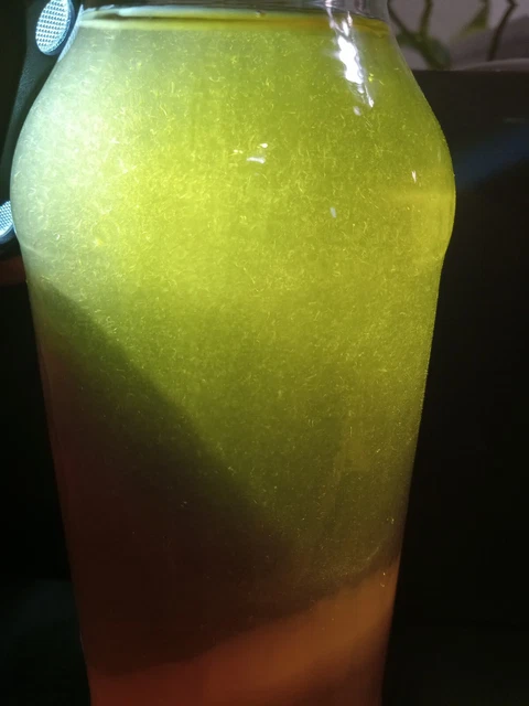 VinegarEel Starter Culture, 1 cup Live food for fish fry, betta guppy, angelfish