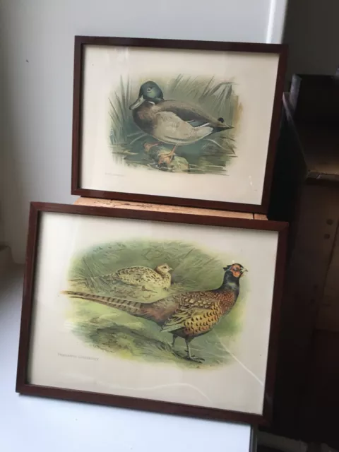 « Lot  de 2 tableaux vintage, Représentant canard et faisane 25 X 19 cm