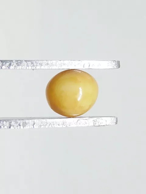 Conch Pearl (Yellow lemon), Weight: 1,35 carats