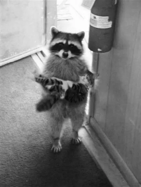 Vintage Cat & Raccoon Photo 1078b Oddleys Strange & Bizarre
