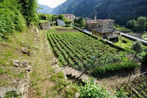 Semi Di Tabacco Nostrano Del Brenta Italia, 5000 Semi Puri Selezionati + Omaggio