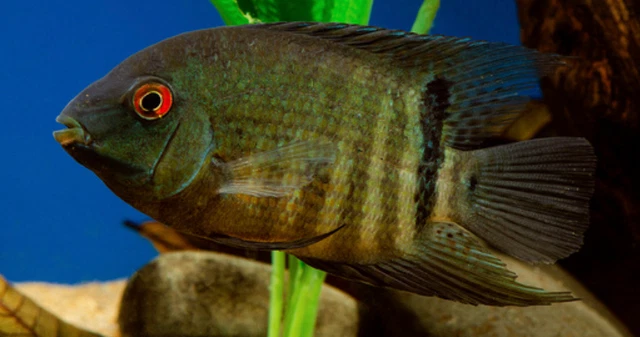 1 Live Red Belly Eye Spot Severum Freshwater Tropical Aquarium Fish Various Size