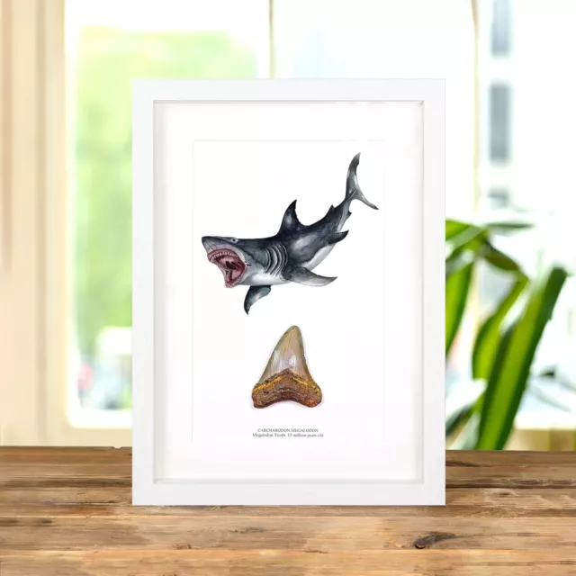 3 Inch Megalodon Shark Tooth & Illustration (Carcharodon megalodon) Fossil in Bo 2