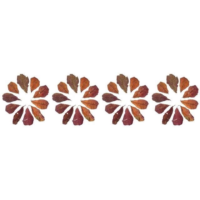 40 Pcs Aquarium Feuilles Naturelles Feuilles D'aquarium Aquarium Bêta Régler