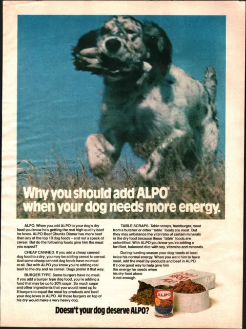 1974 ENGLISH SETTER Retrieves Bird Alpo Dog Food vintage Photo AD a4