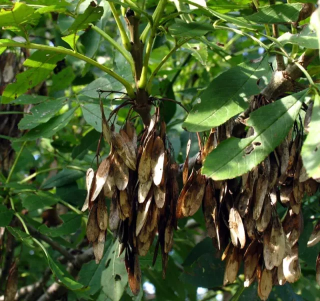 50 SEMI DI Frassino maggiore - Fraxinus excelsior L.