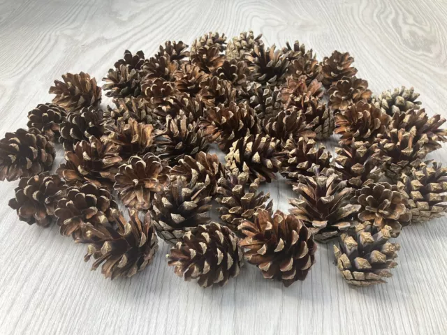 40 Scots Pine cones