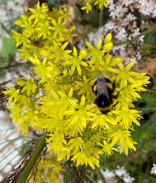 Boutures de Sédum orpin jaune (Sedum acre)