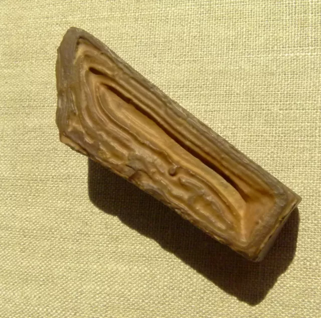 PRECAMBRIAN STROMATOLITE FOSSIL 23-5 Freeform 5" x 1⅛” Morocco 174.8 grams