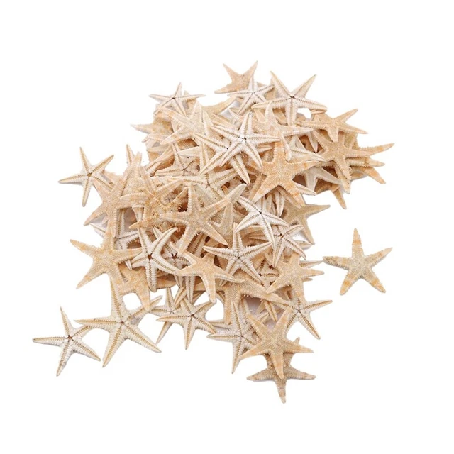 100 Pezzi Marina Naturale Conchiglia Spiaggia Mestiere Stelle Marine J4Z9