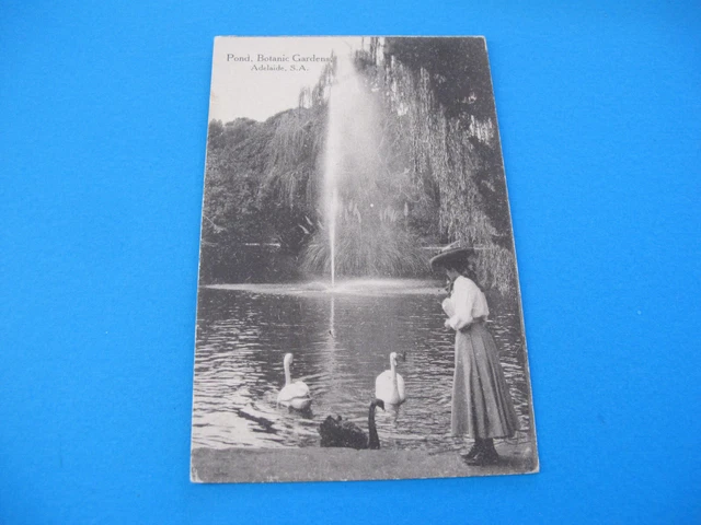 Pond Botanic Gardens Adelaide South Australia Postcard