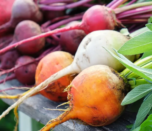 Rainbow Blend Beet Seeds | Heirloom & Non-GMO | Fresh Garden Seeds