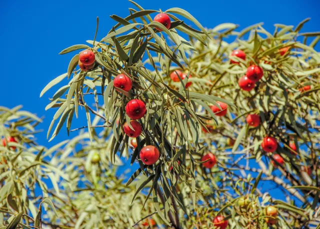 SAMEN Garten Balkon Samen exotische Pflanze Kübelpflanzen Zierbaum Exot SANDELH