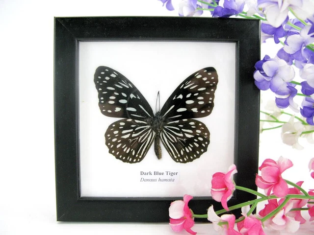 Dark Blue Tiger - beautiful real butterfly prepared - framed- museum quality
