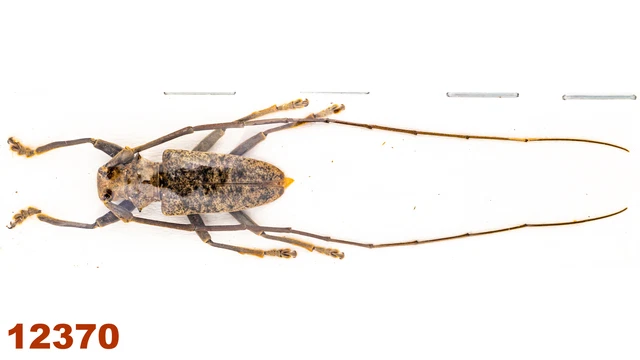 Cerambycidae: Acalolepta sp.   A1, 25 mm, 1 pc
