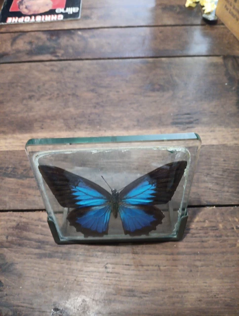 AnnonceCadre papillon sous verre - Fabriqués en France