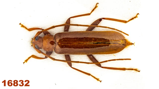 Cerambycidae sp.   A1, 16 mm , 1 pc