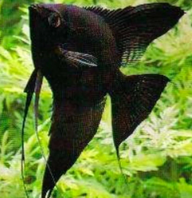 Black Angelfish  2" plus -live tropical fish Imported Thailand.