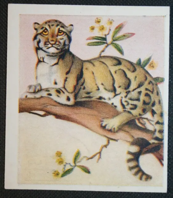 CLOUDED  LEOPARD  Vintage Textured Finish Wildlife Card  CD12