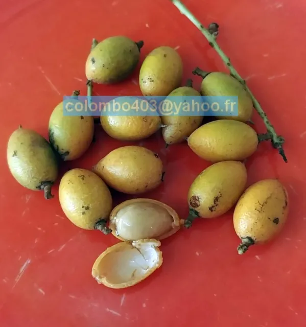 4 Fresh seeds of Talisia carinata ssp - Rare Tropical Fruit