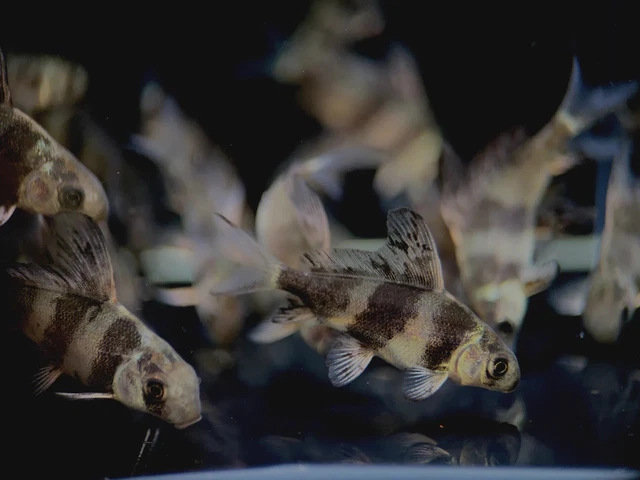Chinese Hi Fin Banded Loach (Myxocyprinus asiaticus) Exotic Live Freshwater Fish