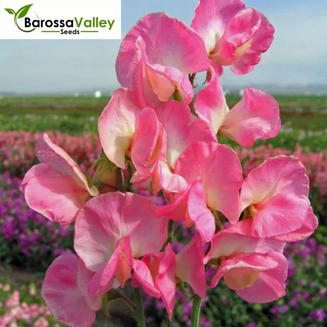 SWEET PEA ELEGANCE ROSE 10 Seeds Grow FLOWERS