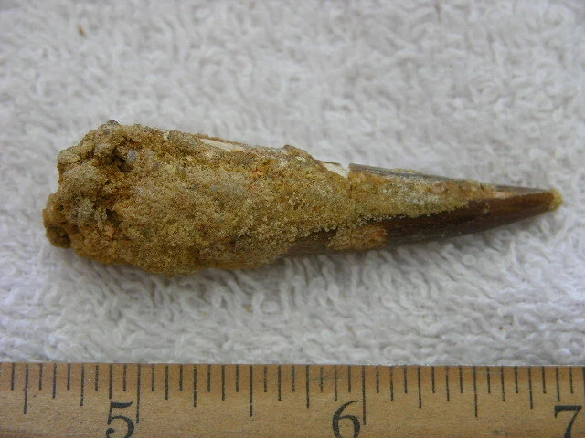 Fossils Real XL Spinosaurus Tooth Fossils For Sale Fossil Shack