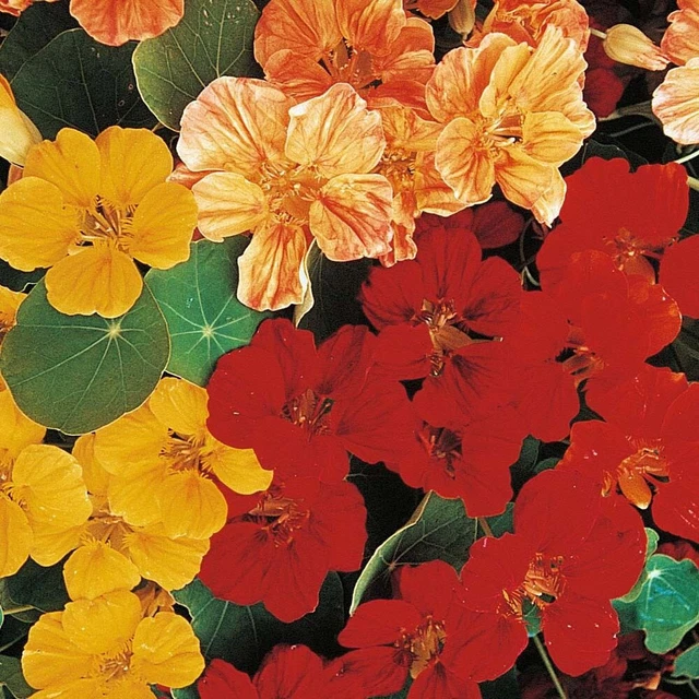 Grand Capucine Jewel mix - Nasturtium - Tropaeolum m. 5+ Graines - Seeds Ed 001