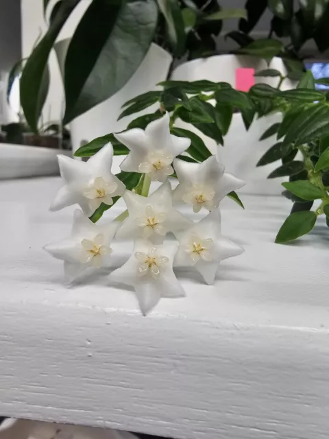 heavenly HOYA Hoya sp. aff. bella PES03 bella mit weißer Blüte