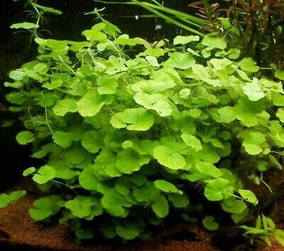 Hydrocotyle leucocephala - Live Aquarium Plant